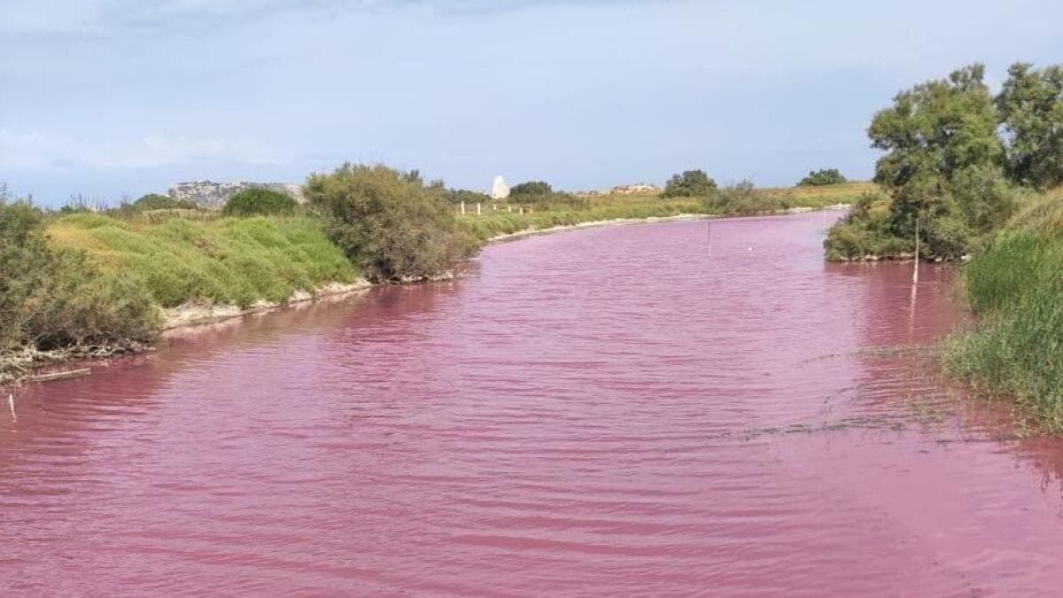 Bassa del Fra Ramon con el agua teñida de rosa en agosto de 2022