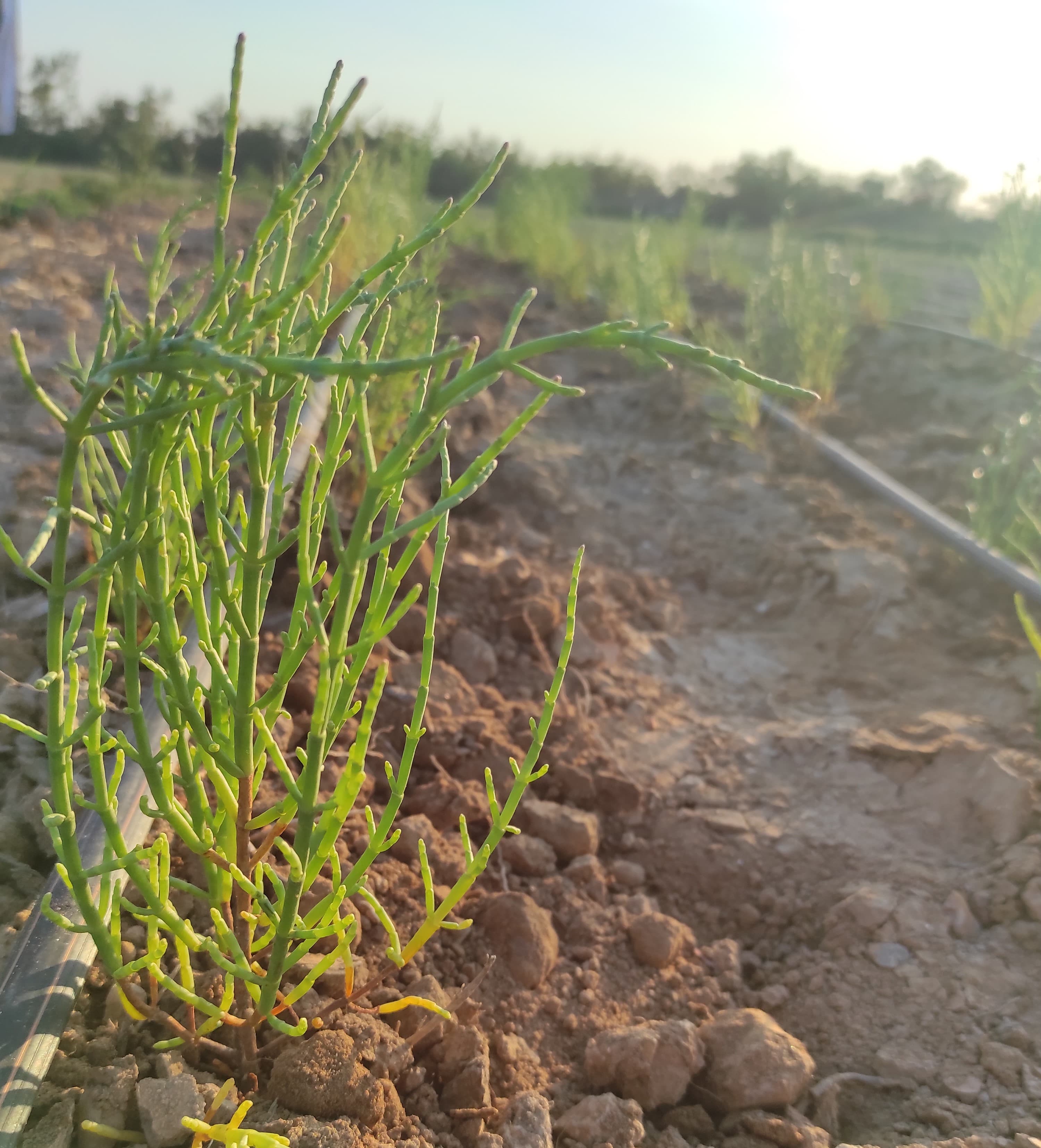 Cultivo de salicornia