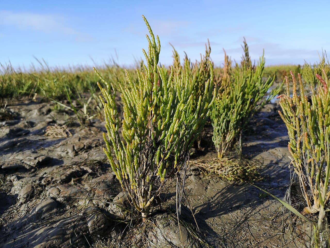 Salicornia europaea en su hábitat