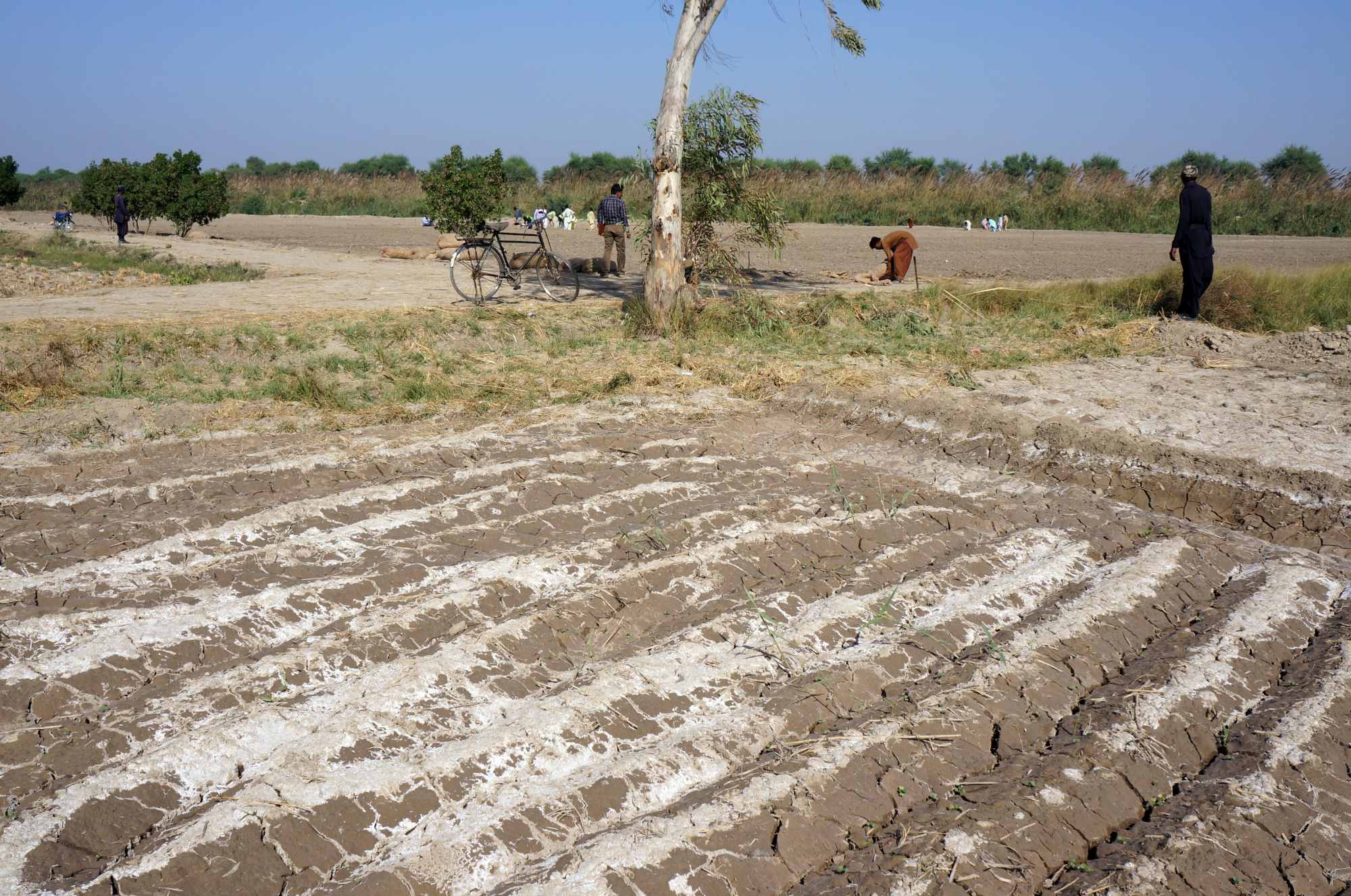 Terreno agrícola afectado por la salinidad
