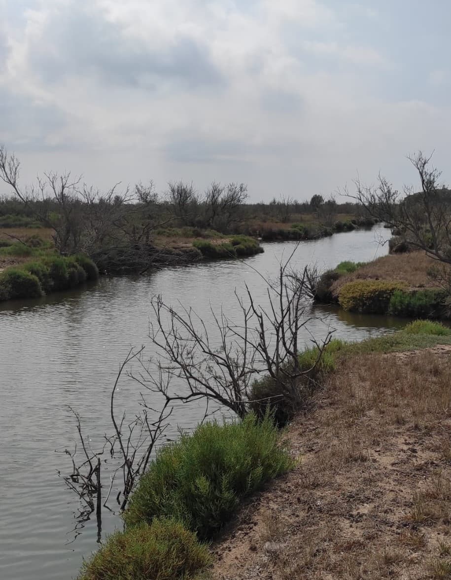Canal de agua salobre en Les Closes de la Rubina