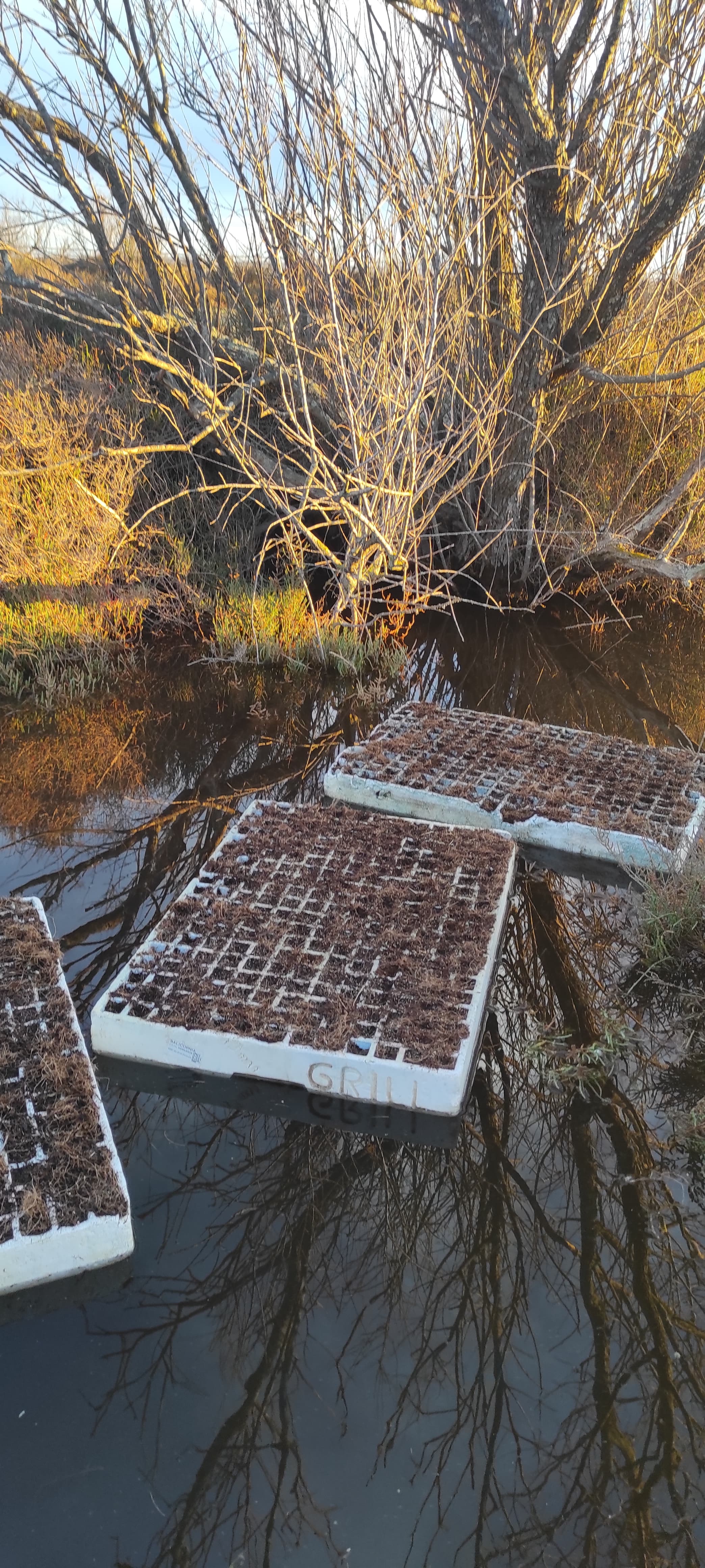 Bandejas de cultivo flotando en un canal de Les Closes