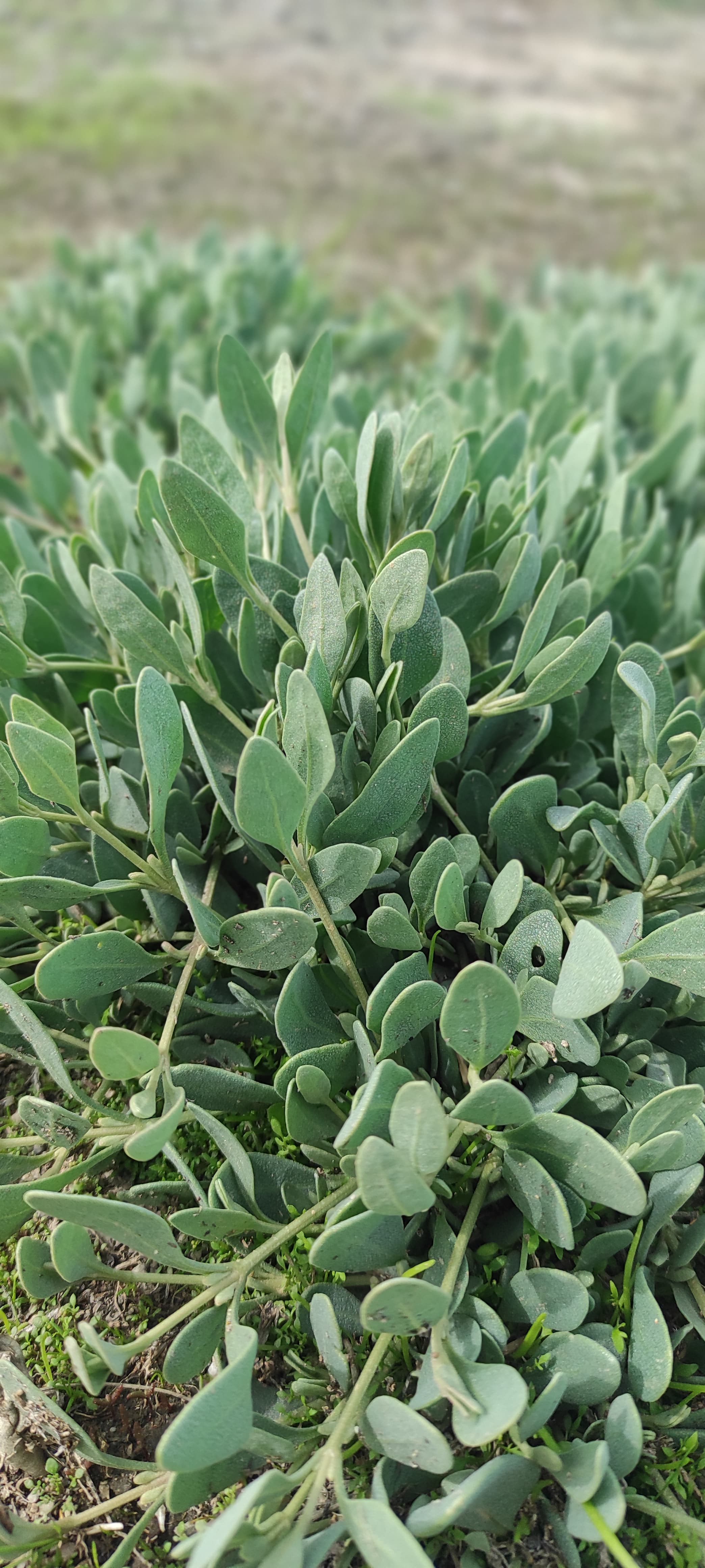 Especie halófita presente en las fincas de VERDESAL