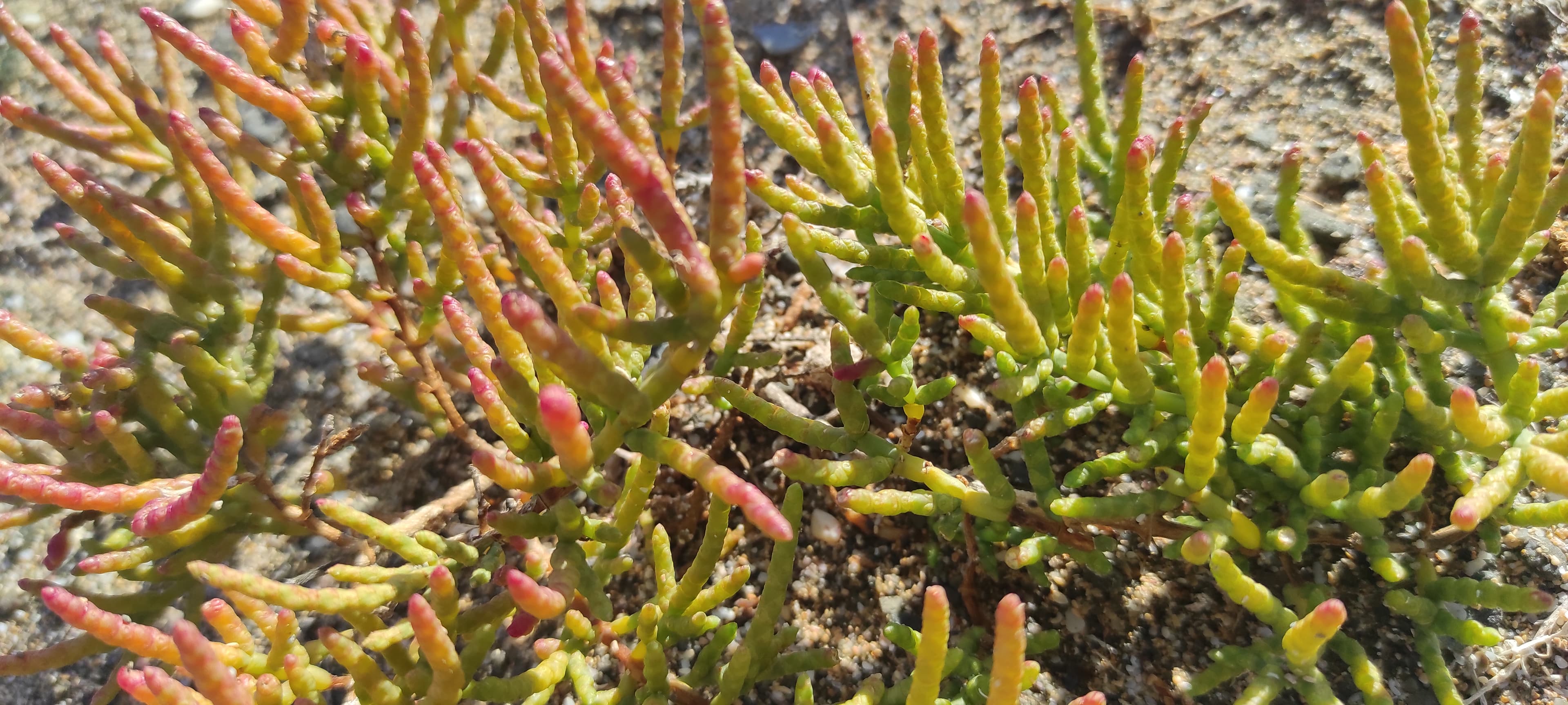 Ejemplares de salicornia con diferencias visibles de desarrollo y coloración
