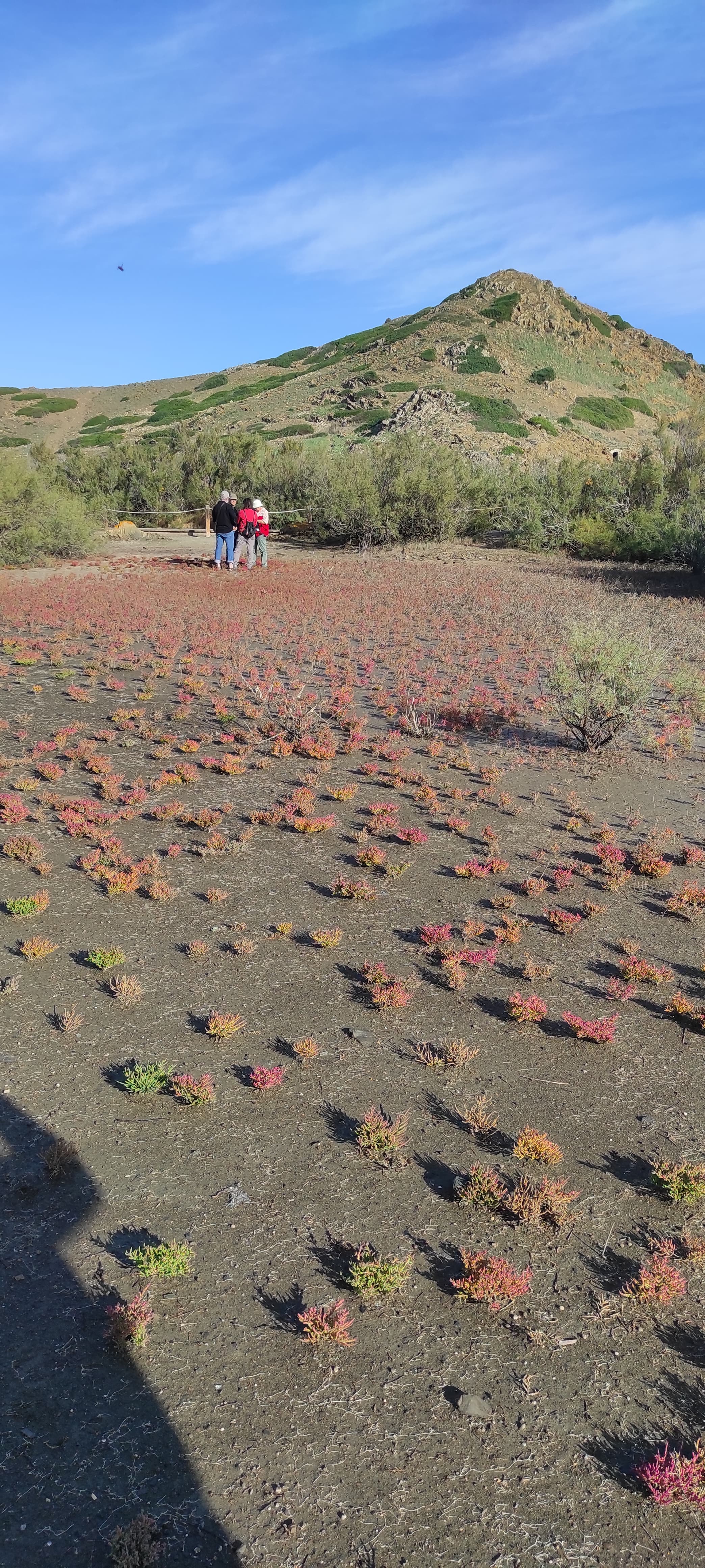 Población de plantas halófilas observada durante el trabajo de campo en Menorca