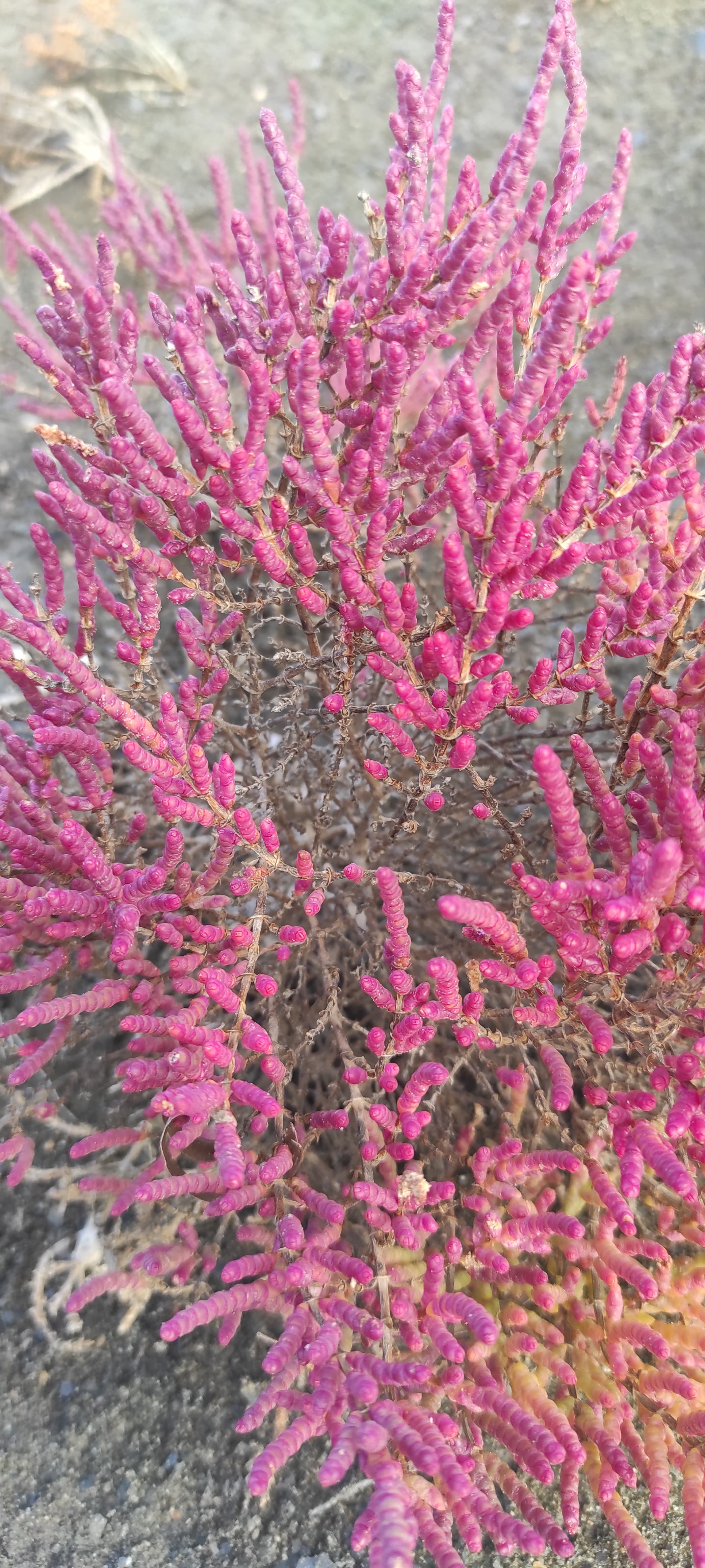 Ejemplar de salicornia con coloración rosada observado durante el trabajo de campo