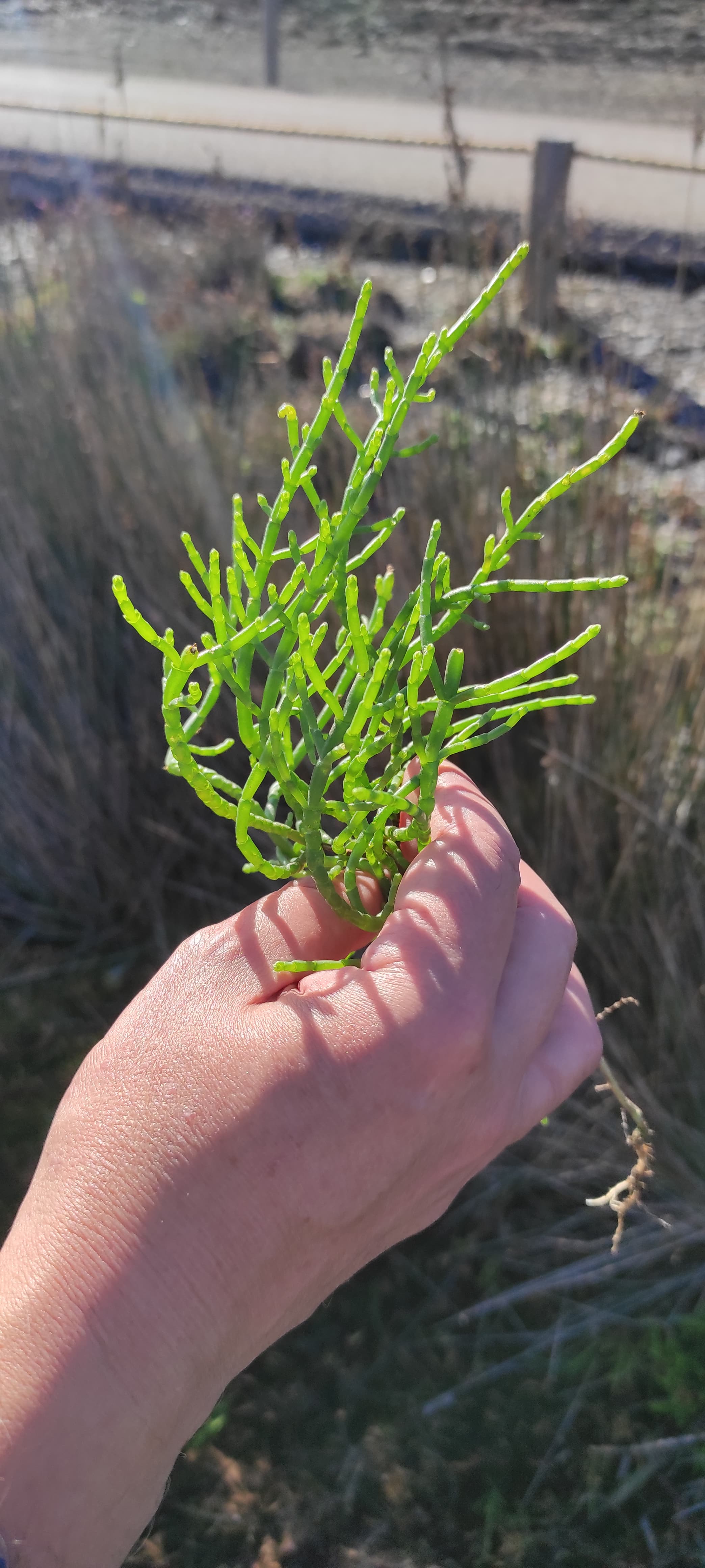 Ejemplar de salicornia verde observado durante el trabajo de campo