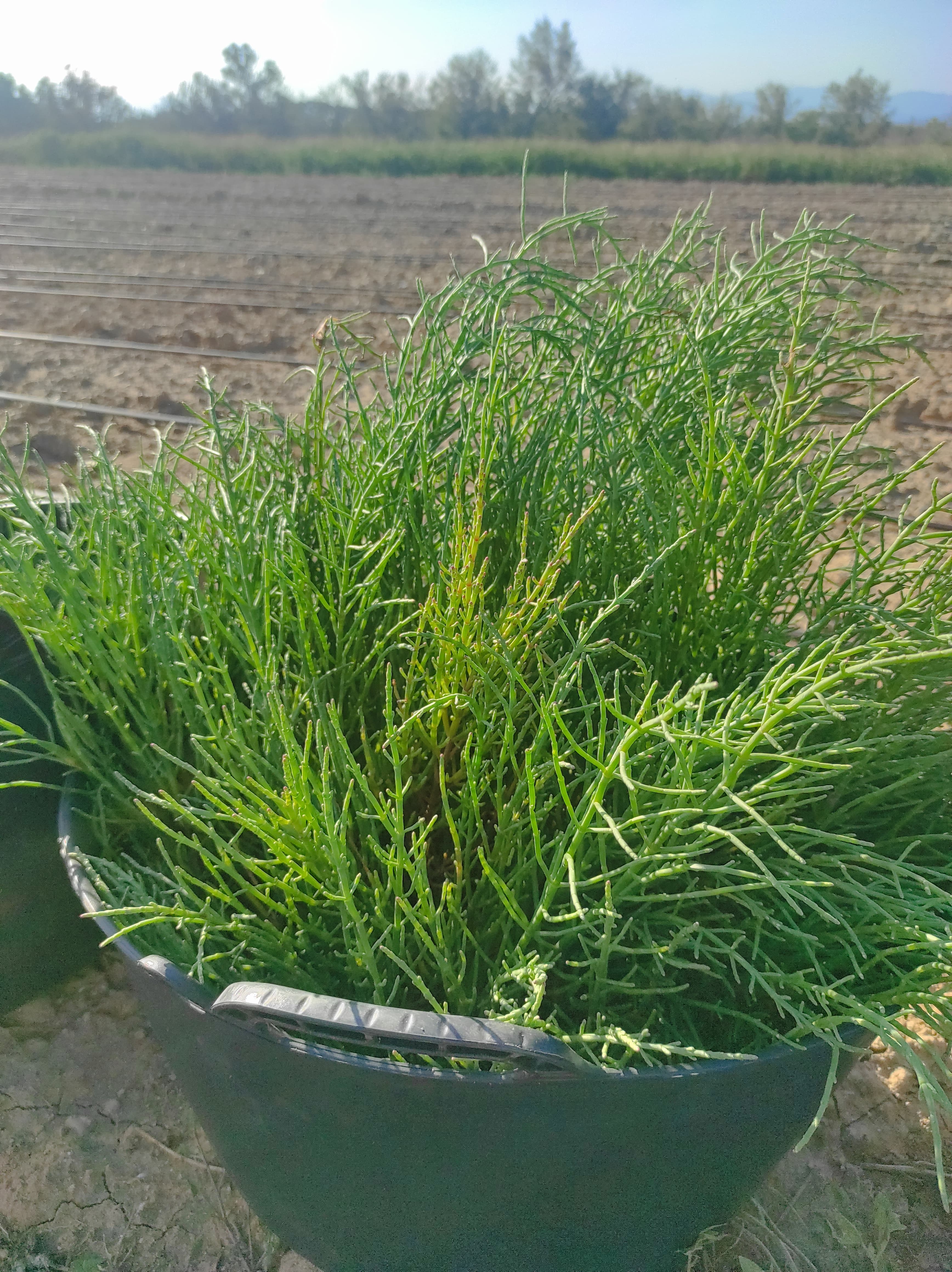 Salicornia recién recolectada antes de preparar las primeras unidades para la venta