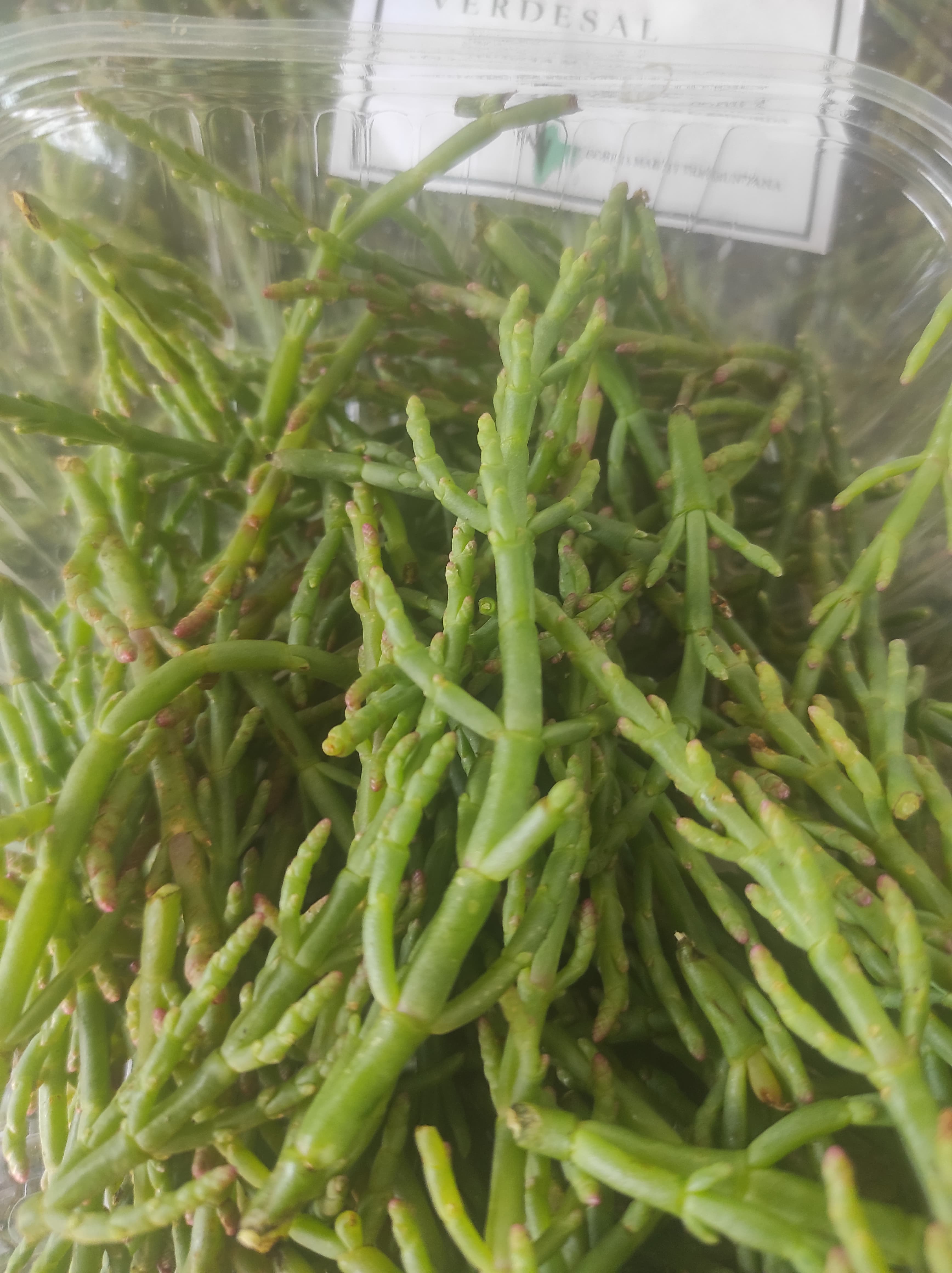 Salicornia de VERDESAL preparada para su comercialización durante la temporada 2024