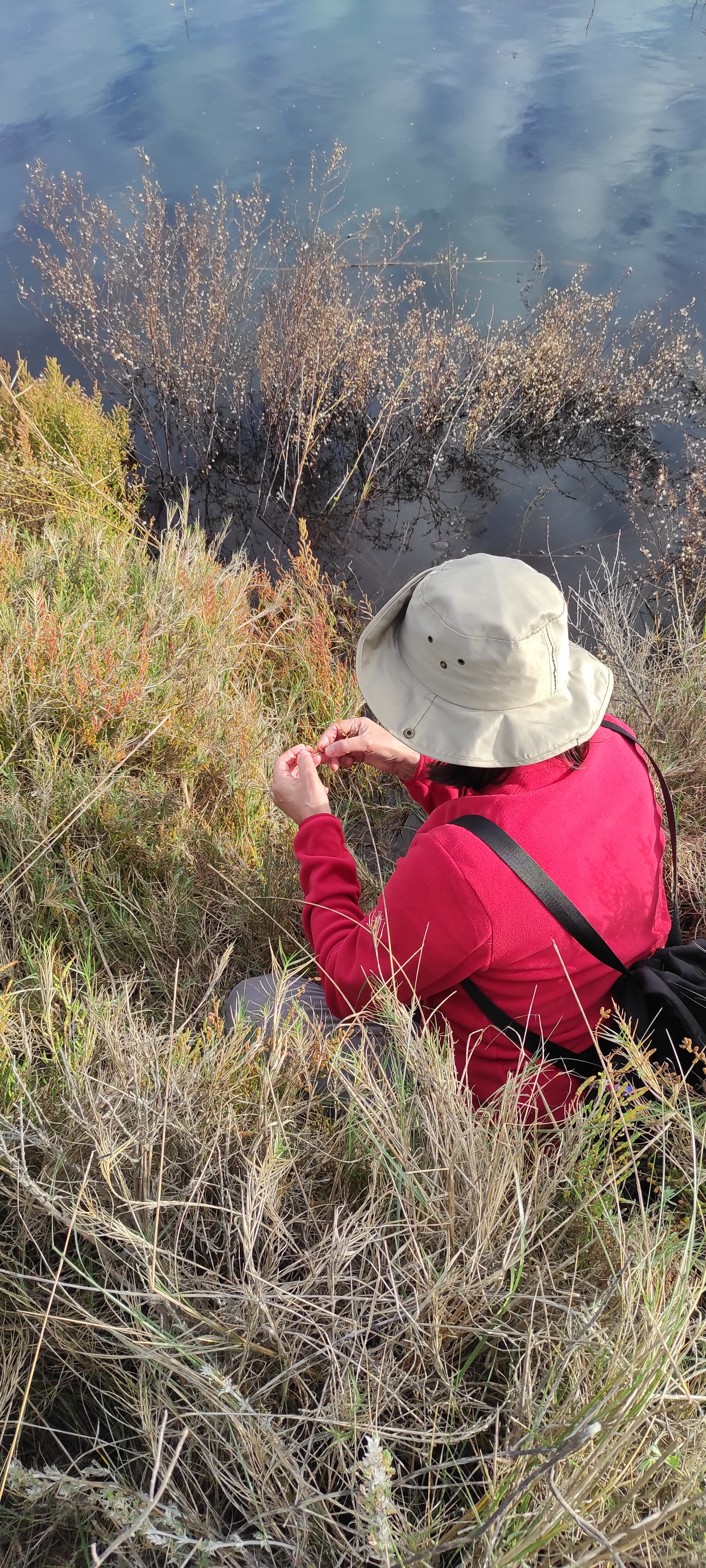 Observación de plantas sobre el terreno en una zona húmeda de Son Bou