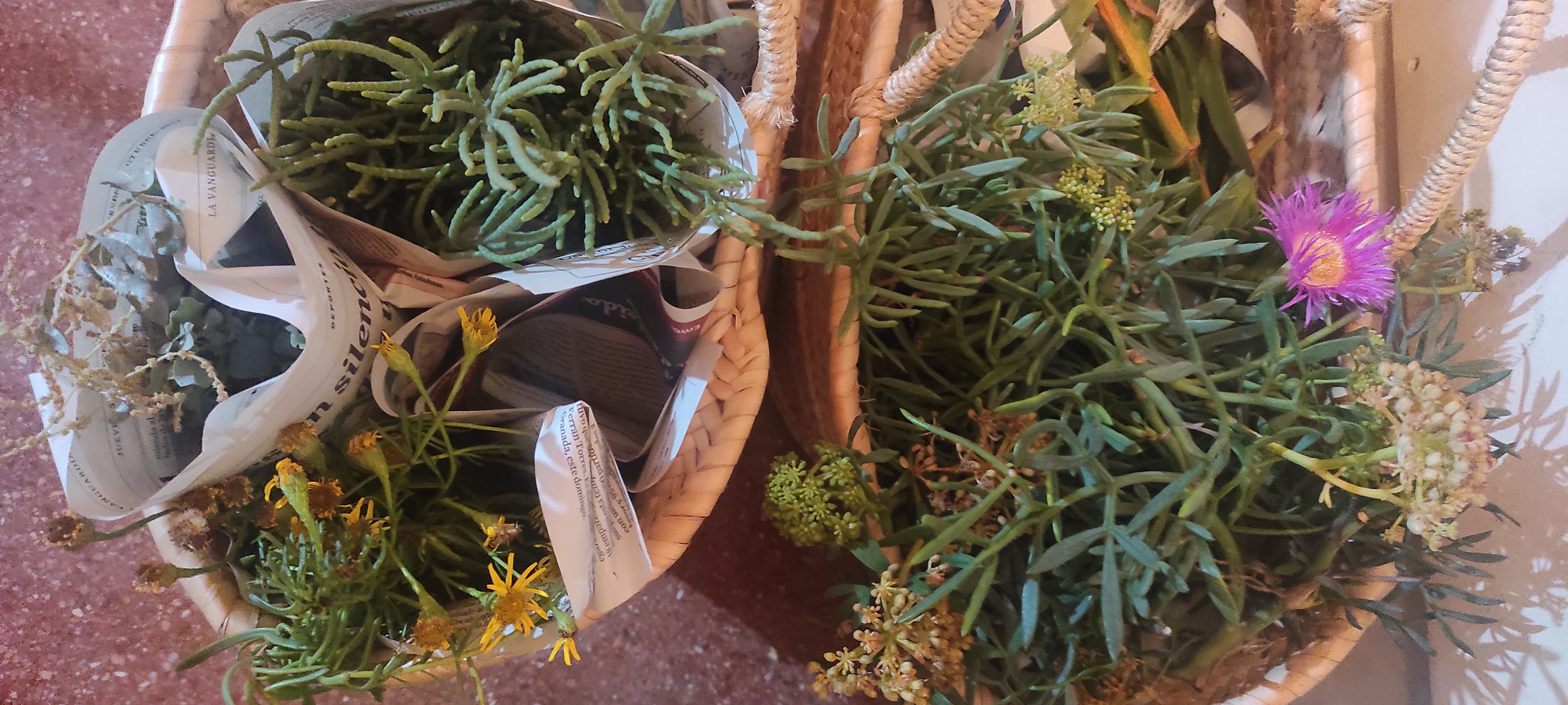 Selección de plantas costeras y silvestres comestibles preparada para la actividad