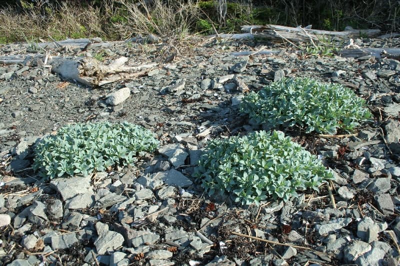 Segundo porte de Mertensia maritima