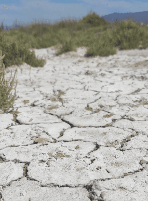 Suelo salinizado en un entorno agrícola