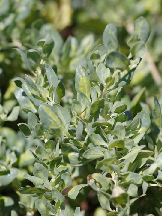 Detalle de las hojas verde grisáceas y plateadas de la orgaza