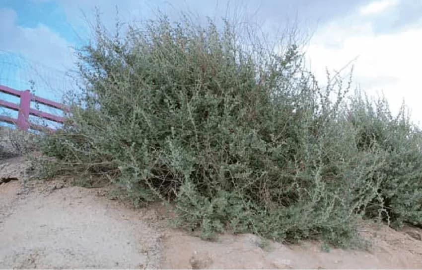 Orgaza creciendo en terreno arenoso
