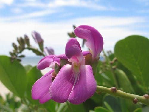 Detalle de la flor rosada de Canavalia rosea