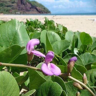 Rama de Canavalia rosea con hojas y flores junto a la playa