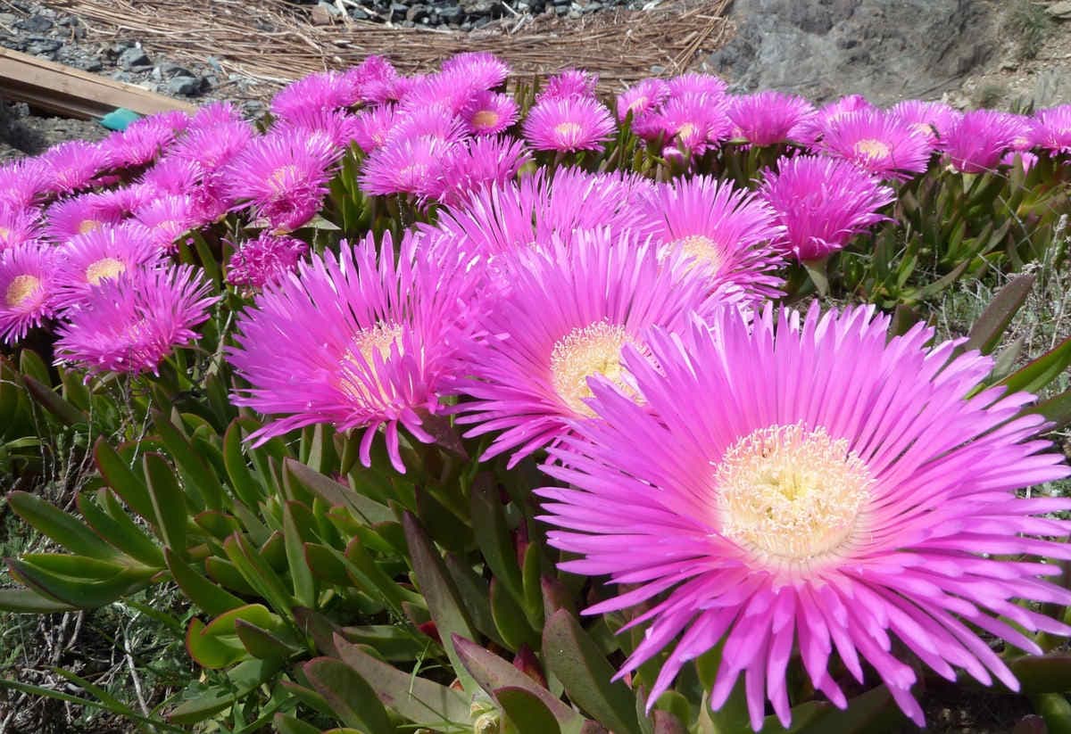Carpobrotus edulis en floración
