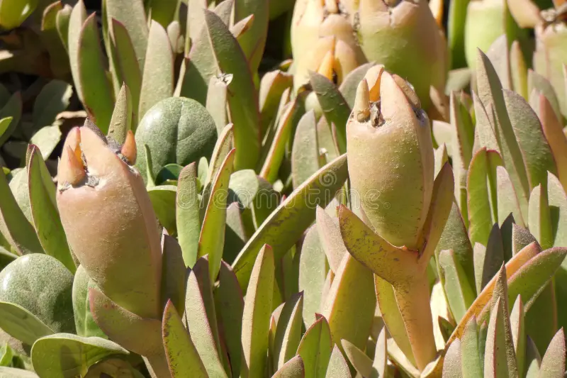 Frutos de Carpobrotus edulis