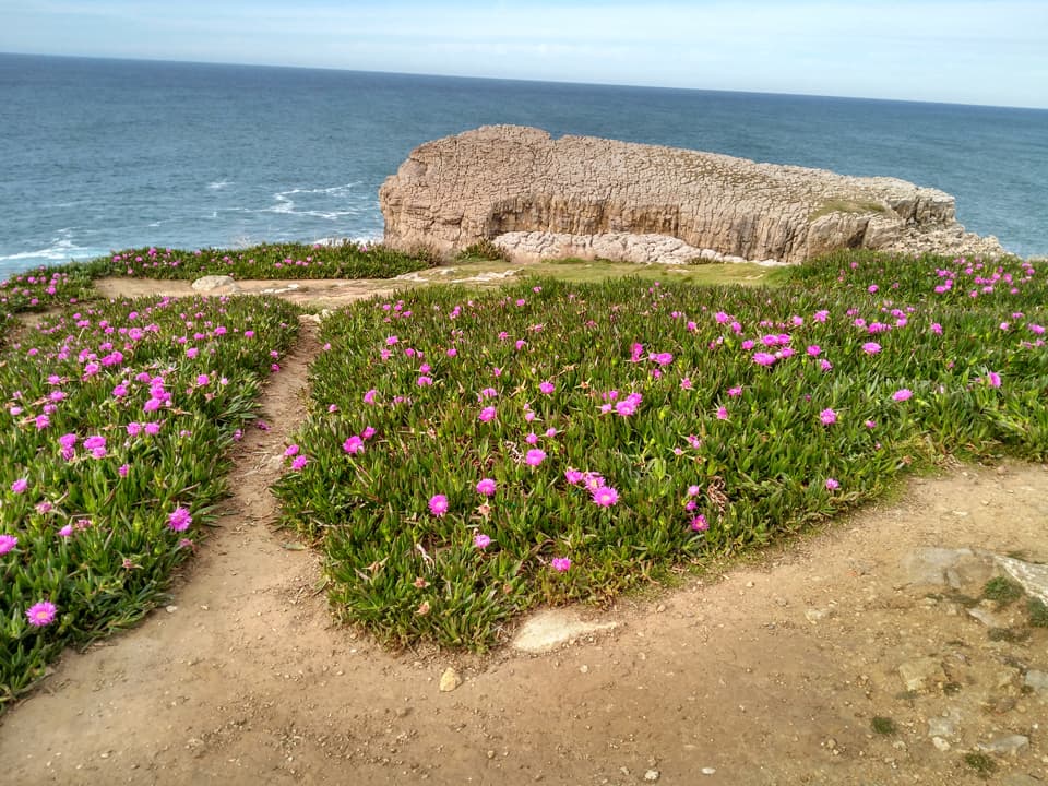 Carpobrotus edulis formando tapices en un hábitat costero