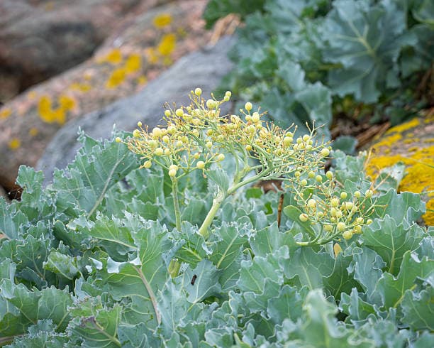 Detalle de inflorescencia y hojas glaucas de kale marina