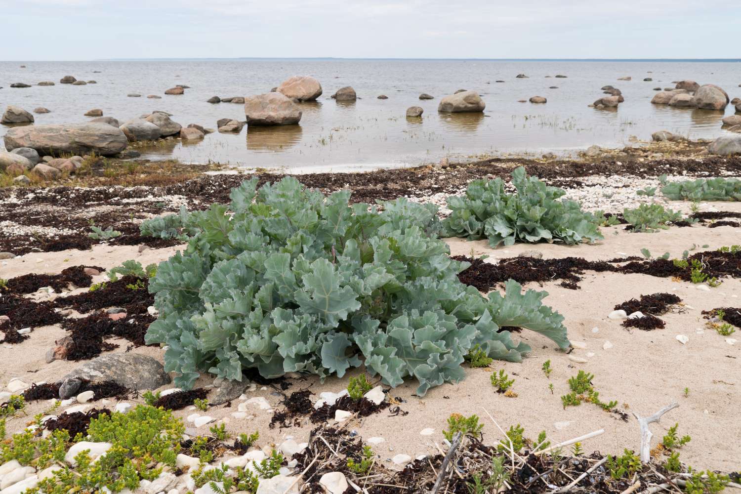 Kale marina creciendo en una playa litoral