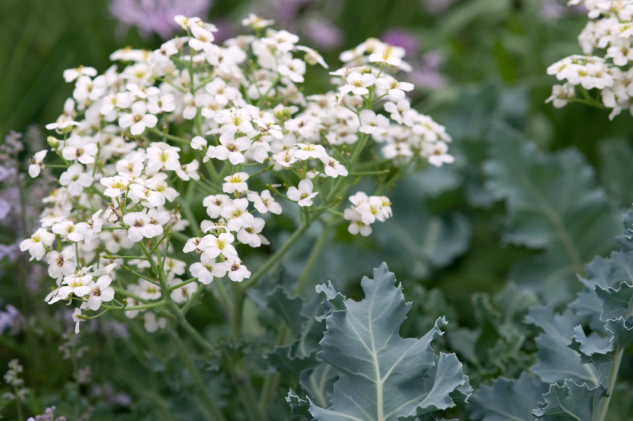 Porte de kale marina en flor con hojas glaucas