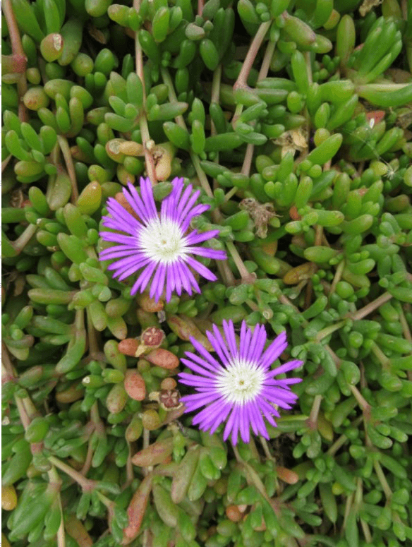 Disphyma crassifolium