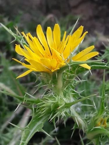 Detalle de la flor amarilla de la tagarnina
