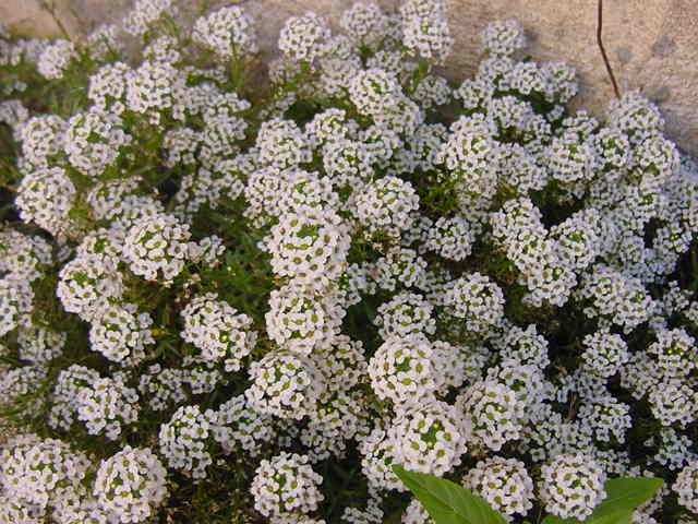 Porte general de Alyssum