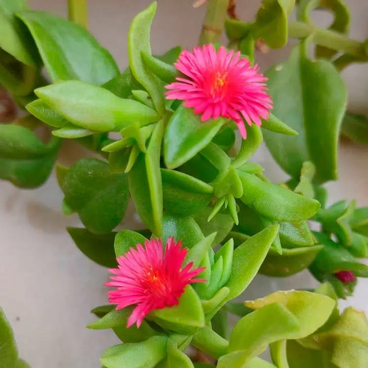 Detalle de hojas y flores de Aptenia cordifolia