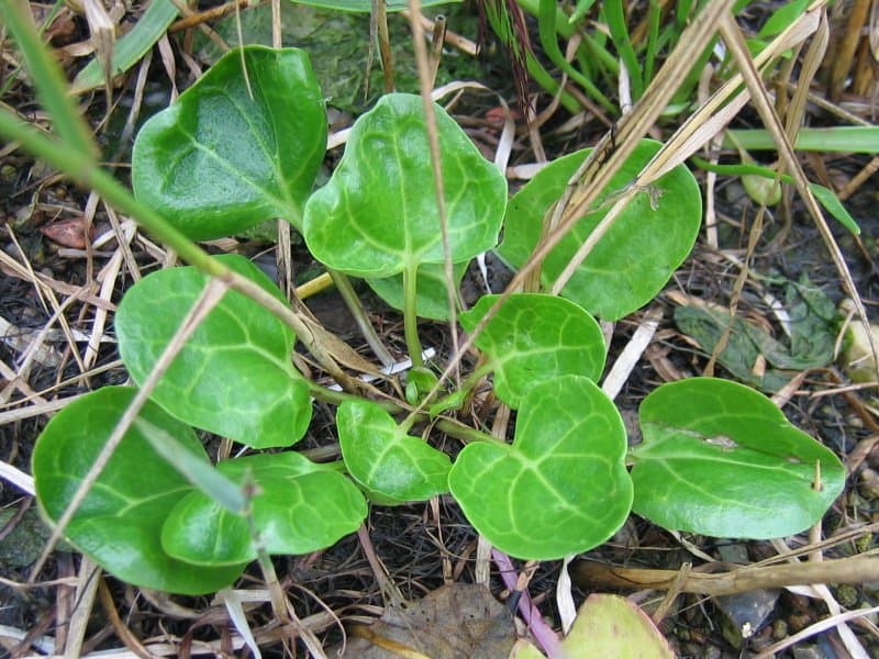 Porte y hojas de Cochlearia officinalis
