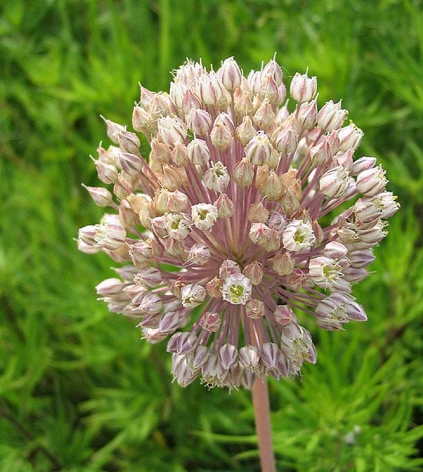 Detalle de la floración del ajo puerro
