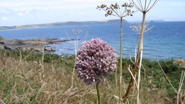 Ajo puerro en flor en un paisaje litoral