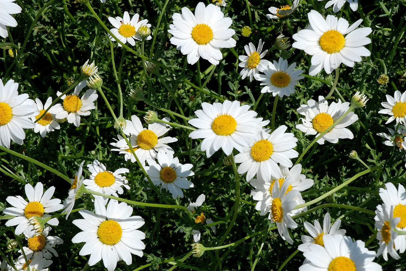 Detalle de la floración de la manzanilla de mar