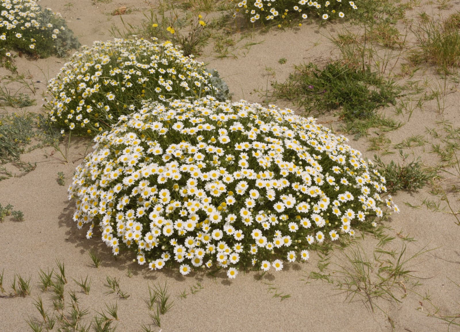 Manzanilla de mar en flor sobre sustrato arenoso litoral