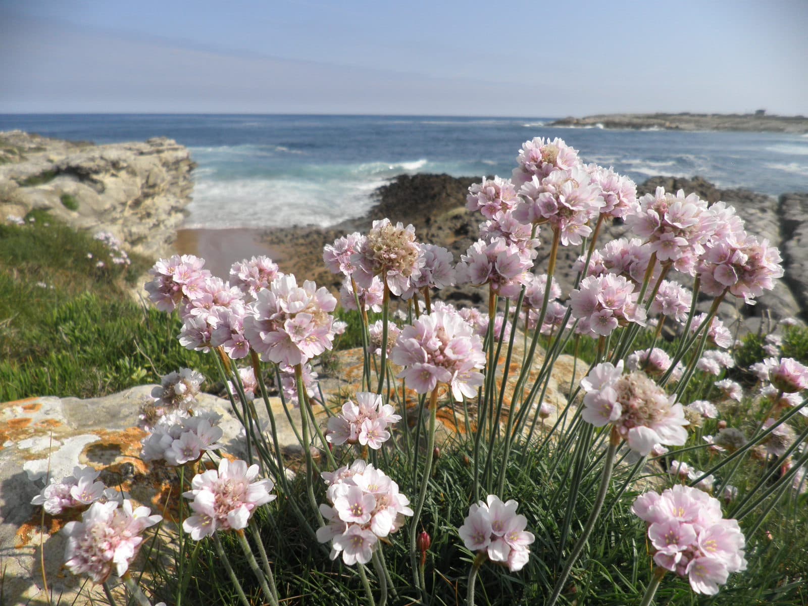 Clavellina de mar en flor sobre la costa rocosa