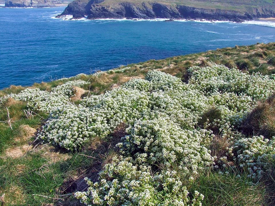 Cochlearia officinalis en hábitat costero