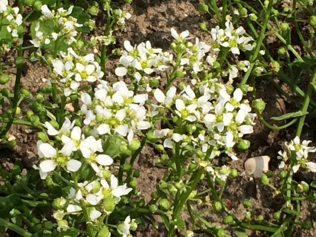 Floración de Cochlearia officinalis