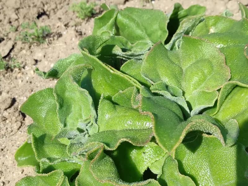 Imagen de Ficoide glacial