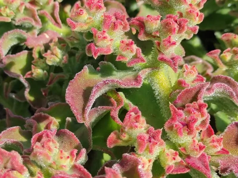 Ficoide glacial miniatura 3