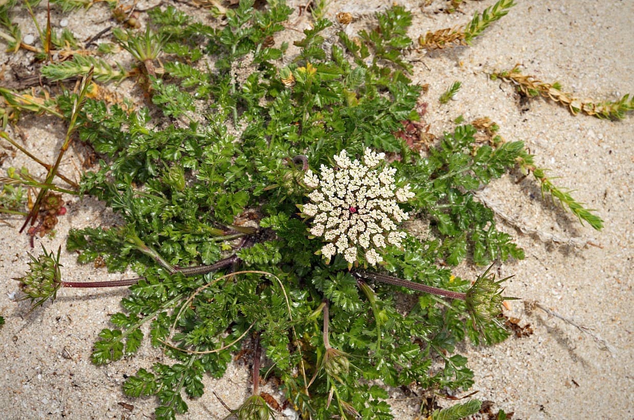 Pastanaga marina con roseta, hojas e inflorescencia sobre sustrato litoral