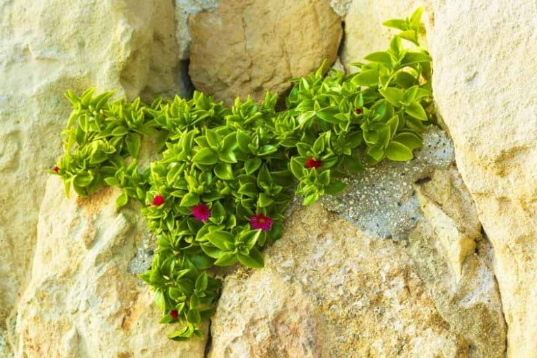 Aptenia cordifolia creciendo entre rocas