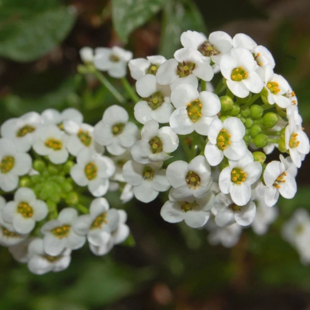 Detalle de la floración de Alyssum