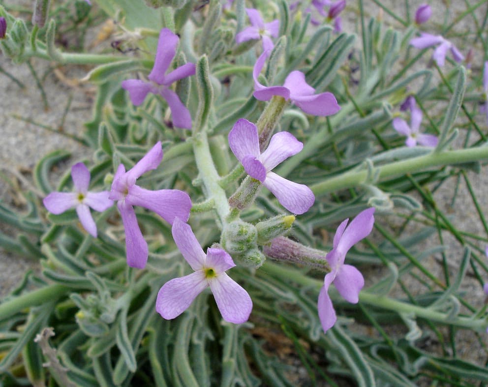 Detalle de las flores violáceas del violer marí