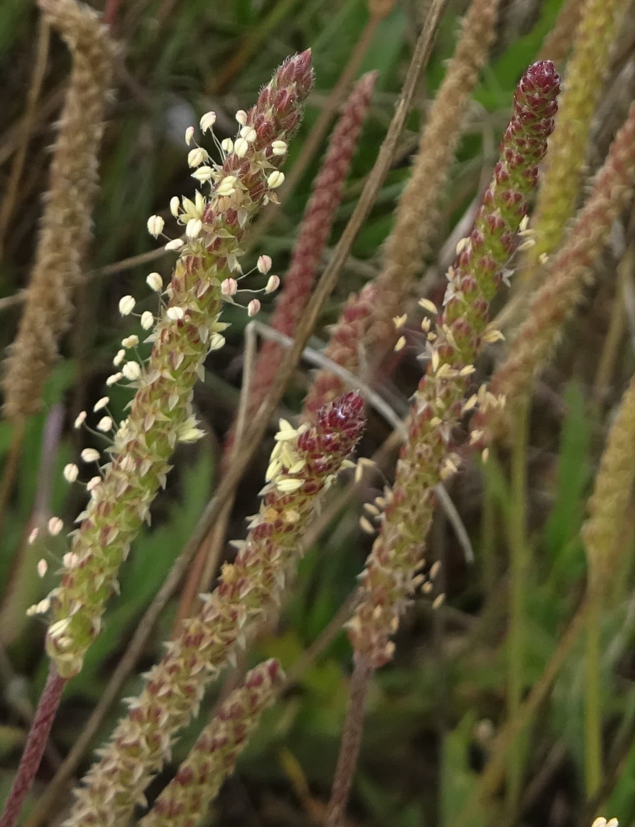 Detalle de la inflorescencia en flor de hierba estrella