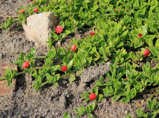 Porte rastrero de Aptenia cordifolia