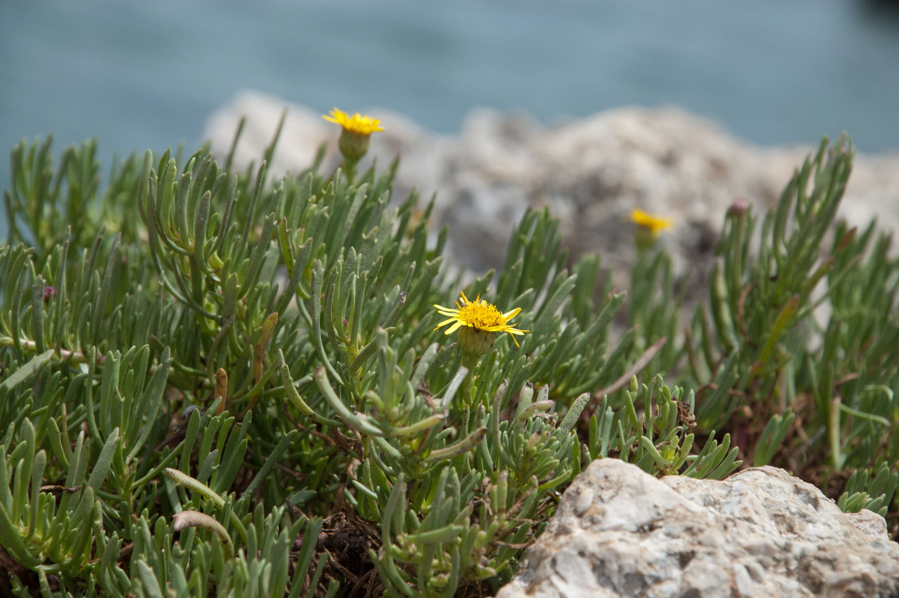 Inula crithmoides