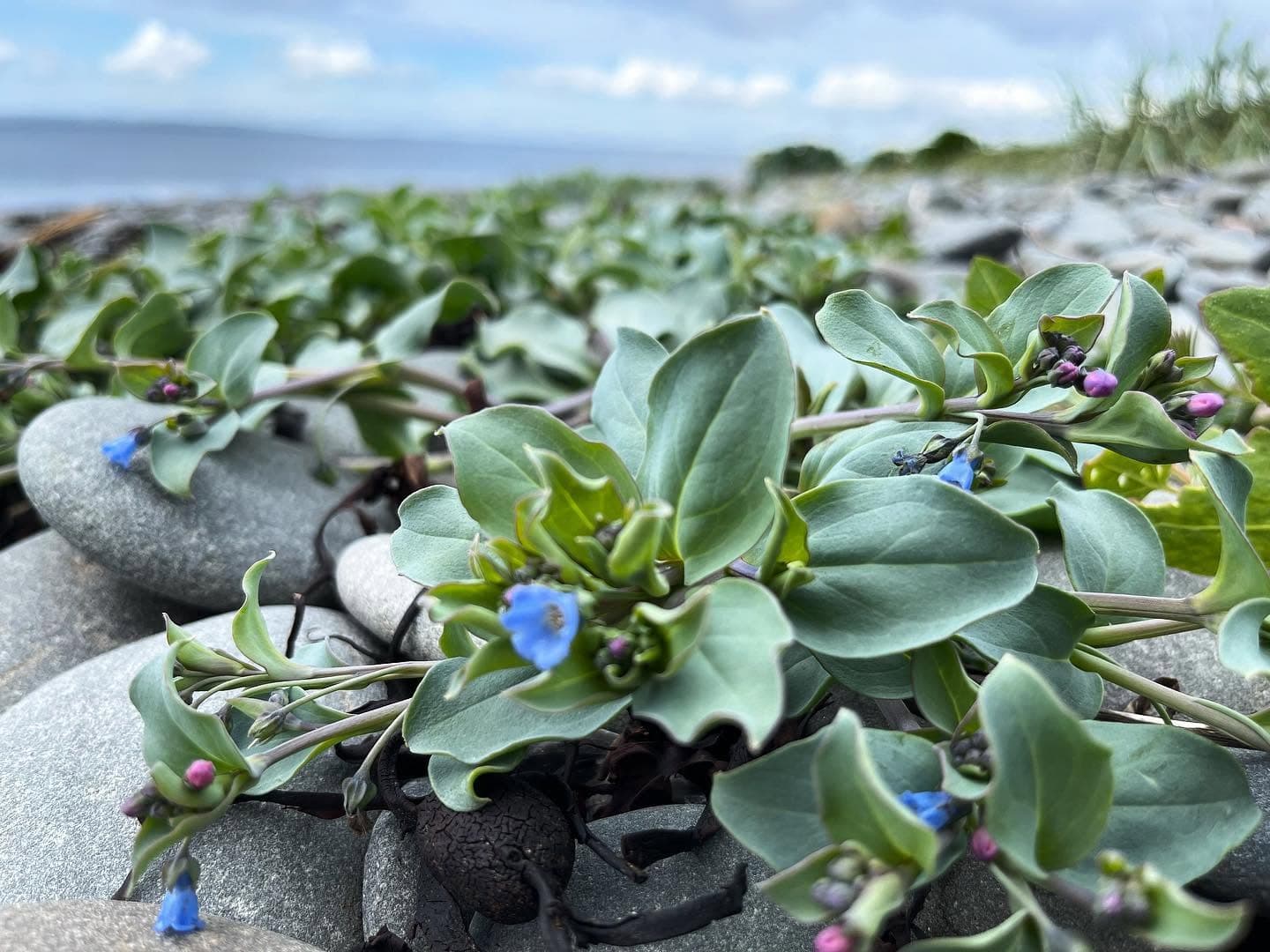 Mertensia maritima