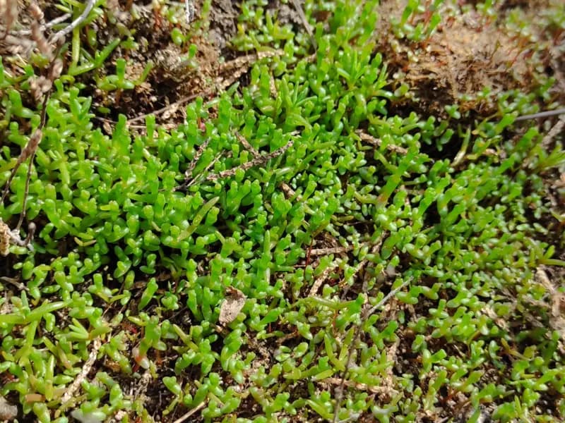 Salicornia miniatura 2
